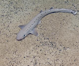 Catshark