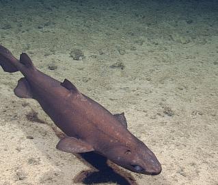 Black Dogfish