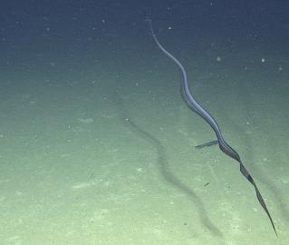 A Snipe Eel