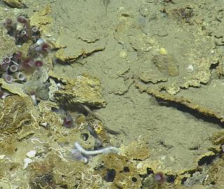 Tube Worms!