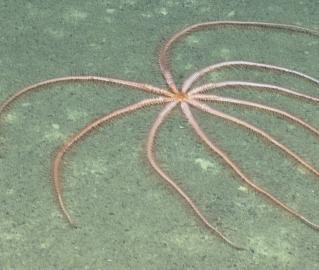 Brittle but Beautiful Crinoid