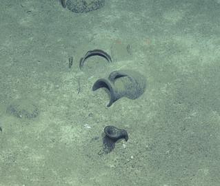 Amphora covered with sediment at Eratosthenes C