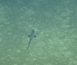 Shark Comes for A Visit