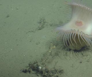 Venus flytrap anemone