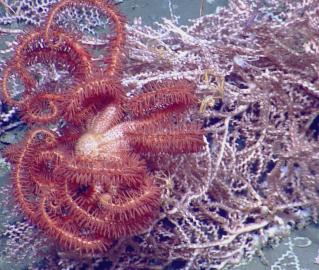 Basket Star