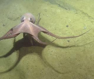 Octopus on the sea floor