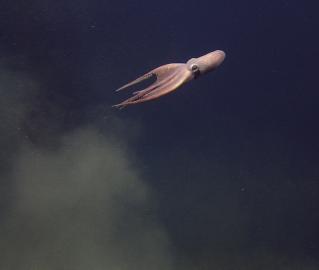 Octopus swimming away