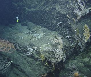 Corals on the cliff