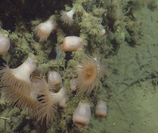 Several anemones