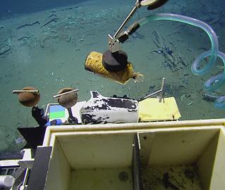 Hercules Retrieving Bottle with Contents