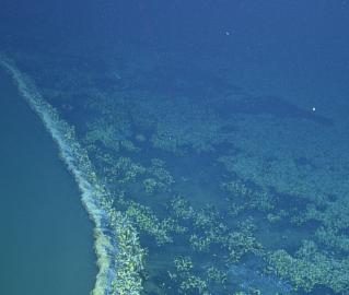 Mussel Bed on the Shore of the Brine Pool