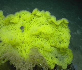 Neon Sponge