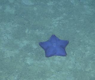 Purple Sea Star