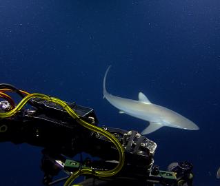 Silky Shark