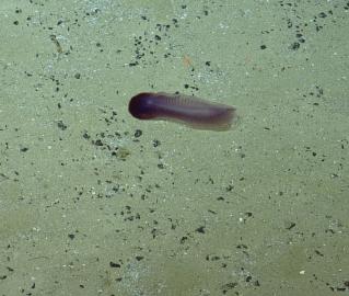 Sea Cucumber