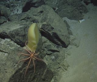 Brittle Star and Sponge