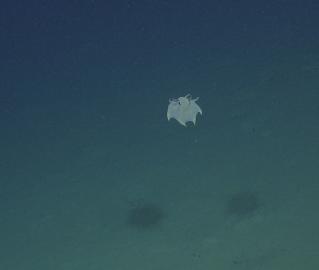 Tiny White Dumbo Octopus