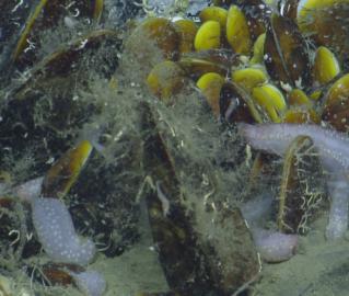 Mussel Bed and Sea Cucumbers