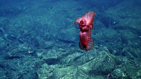 Purple sea cucumber