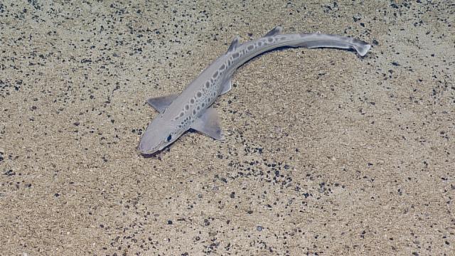 Catshark