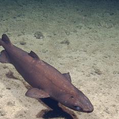 Black Dogfish