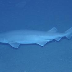 Sixgill Shark