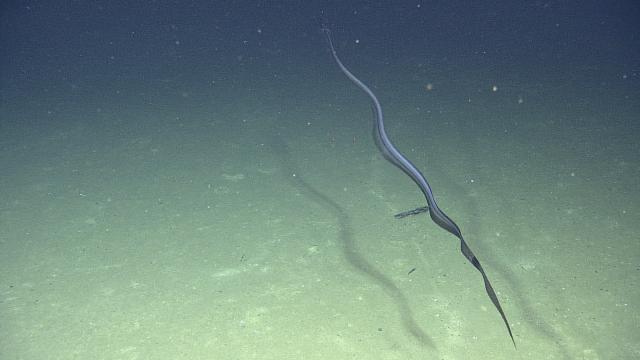 A Snipe Eel