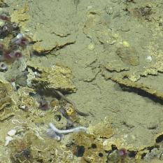 Tube Worms!