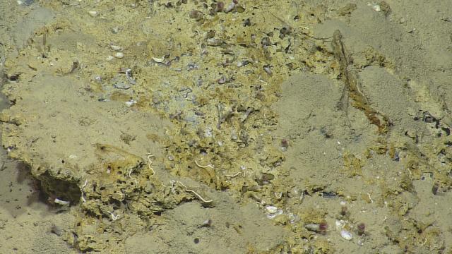 Tube worms and shells