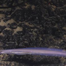 Sawtooth Eel