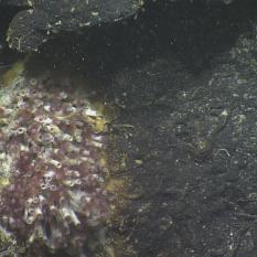 Tube Worm Colony