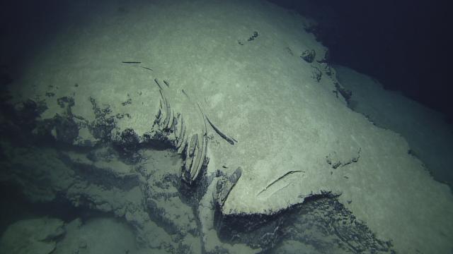 Fossilized Whale Skeleton