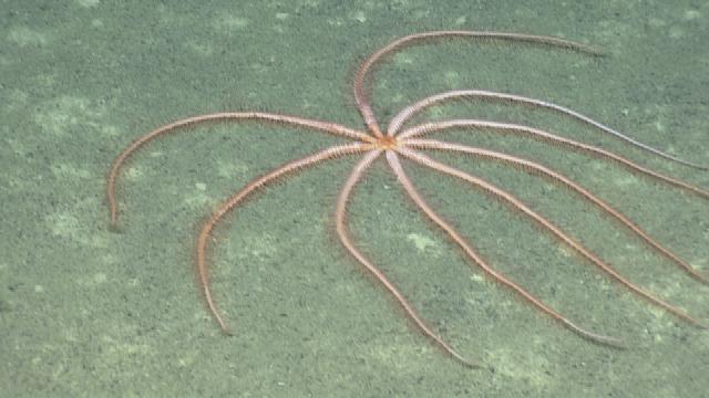 Brittle but Beautiful Crinoid