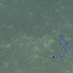 Eratosthenes Seamount Catshark