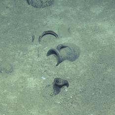 Amphora covered with sediment at Eratosthenes C