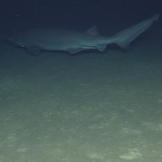 Eratosthenes Sixgill Shark