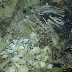 Cluster of tube worms