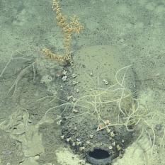 Amphora with corals