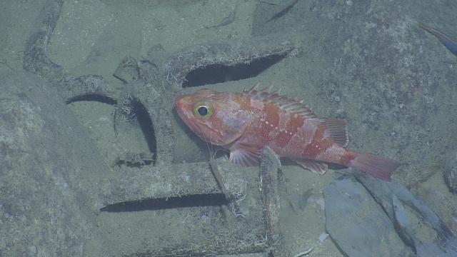 Scorpionfish at Home