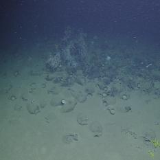 Coral in the Shipwreck 