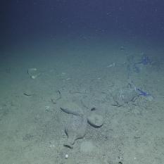 Knidos U Shipwreck