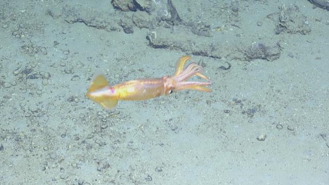 Squid Swimming About the Shipwreck