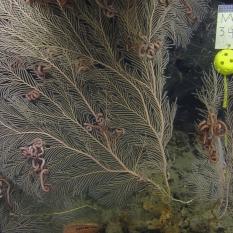 Coral with brittle stars and with a marker