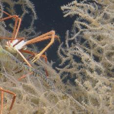 Black coral