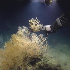 Hercules sampling the coral