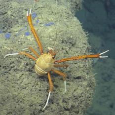 Squat lobster and purple sponge