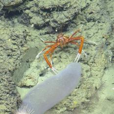 Investigating the salp