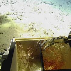 Soft and hard coral in the biobox