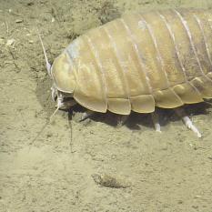 Isopod