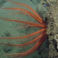 Ocean life on a substrate